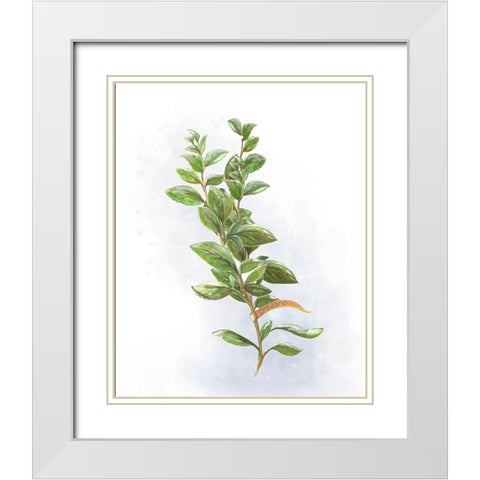 Fresh Herbs V White Modern Wood Framed Art Print with Double Matting by Diannart