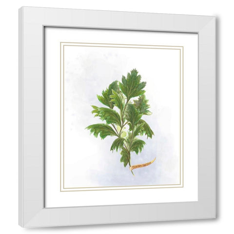 Fresh Herbs I White Modern Wood Framed Art Print with Double Matting by Diannart