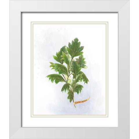 Fresh Herbs I White Modern Wood Framed Art Print with Double Matting by Diannart