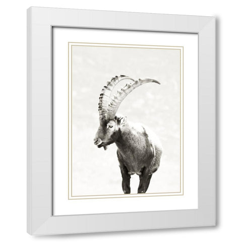 Mountain Goat White Modern Wood Framed Art Print with Double Matting by SD Graphics Studio