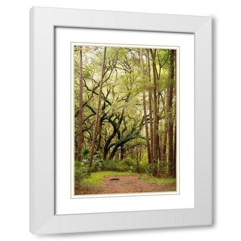 Grand Forest I White Modern Wood Framed Art Print with Double Matting by Mansfield, Kathy