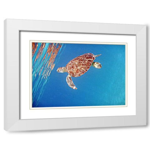 Underwater Depths II White Modern Wood Framed Art Print with Double Matting by Mansfield, Kathy