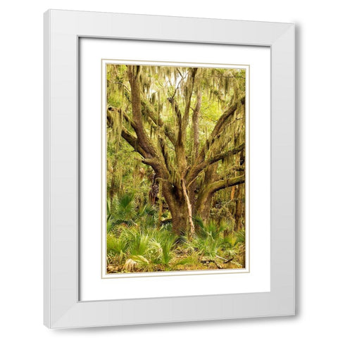 Grand Forest II White Modern Wood Framed Art Print with Double Matting by Mansfield, Kathy