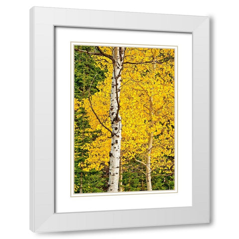Sunny Blooms White Modern Wood Framed Art Print with Double Matting by Nawrocke, Bruce