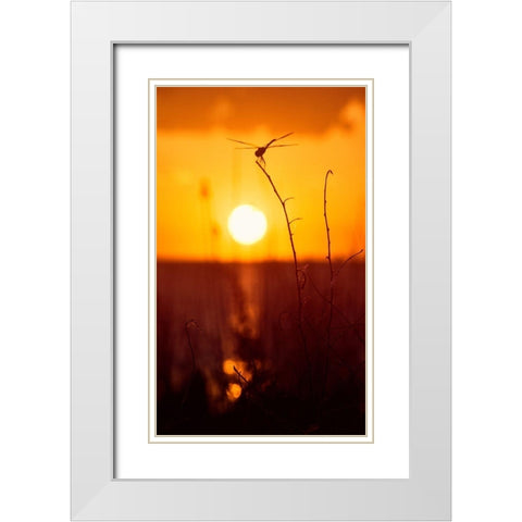 Still Moments White Modern Wood Framed Art Print with Double Matting by ODell, Debbie