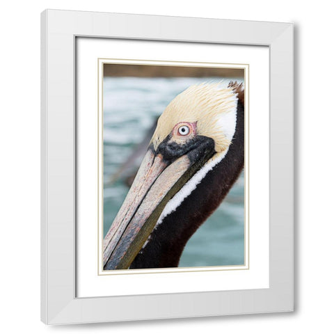 Bayside Pelican White Modern Wood Framed Art Print with Double Matting by ODell, Debbie