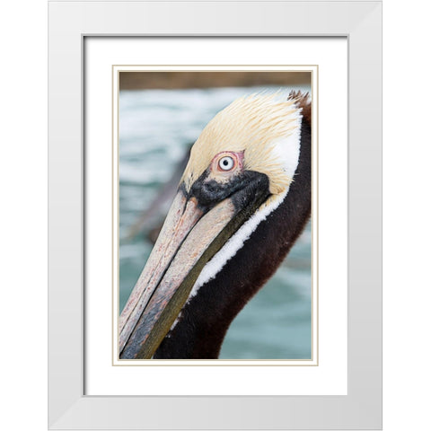 Bayside Pelican White Modern Wood Framed Art Print with Double Matting by ODell, Debbie