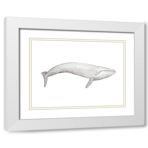 Great Gray Whale White Modern Wood Framed Art Print with Double Matting by SD Graphics Studio