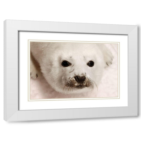 Arctic Seal Pup White Modern Wood Framed Art Print with Double Matting by Mansfield, Kathy