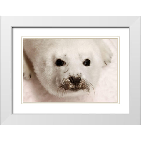 Arctic Seal Pup White Modern Wood Framed Art Print with Double Matting by Mansfield, Kathy