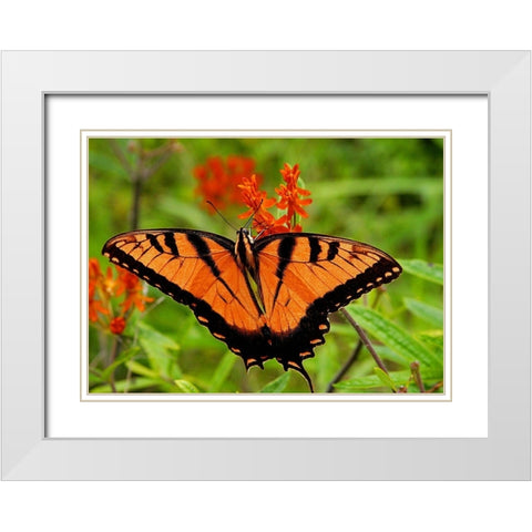 Metallic Butterfly White Modern Wood Framed Art Print with Double Matting by Mansfield, Kathy