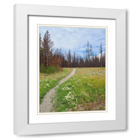 Nature Path White Modern Wood Framed Art Print with Double Matting by Peck, Gail