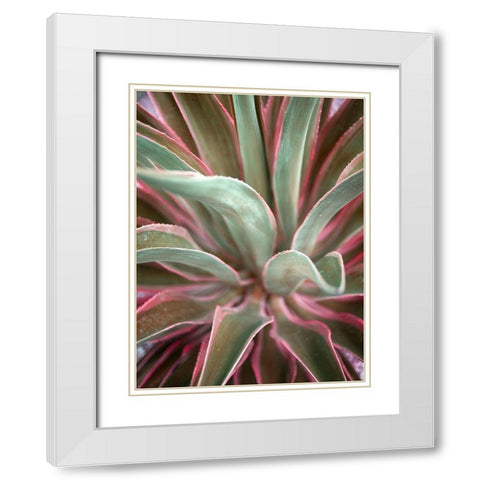 Pink Agave White Modern Wood Framed Art Print with Double Matting by Bryant, Susan