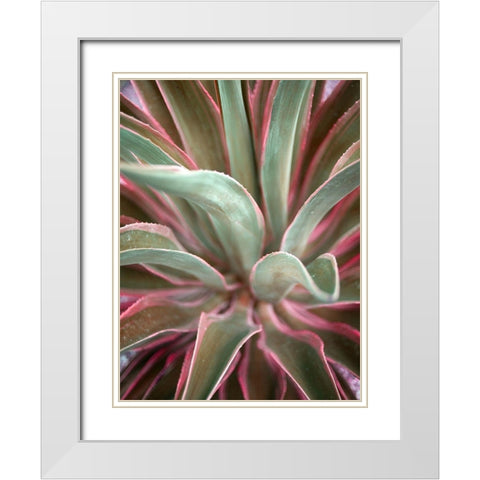 Pink Agave White Modern Wood Framed Art Print with Double Matting by Bryant, Susan