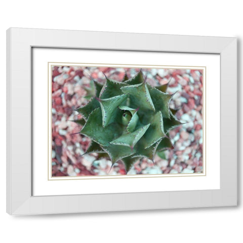 Agave Shot White Modern Wood Framed Art Print with Double Matting by Bryant, Susan