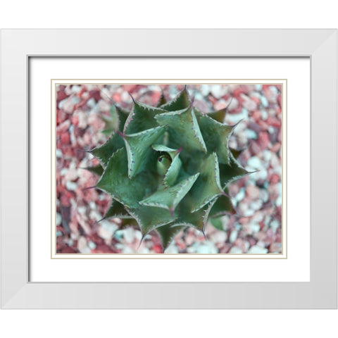 Agave Shot White Modern Wood Framed Art Print with Double Matting by Bryant, Susan