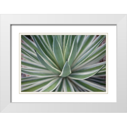 Where the Cactus Grow II White Modern Wood Framed Art Print with Double Matting by Bryant, Susan