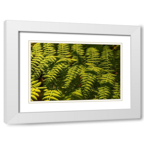 Ferns I White Modern Wood Framed Art Print with Double Matting by Amos, Andy
