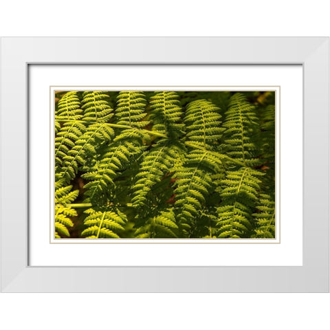 Ferns I White Modern Wood Framed Art Print with Double Matting by Amos, Andy