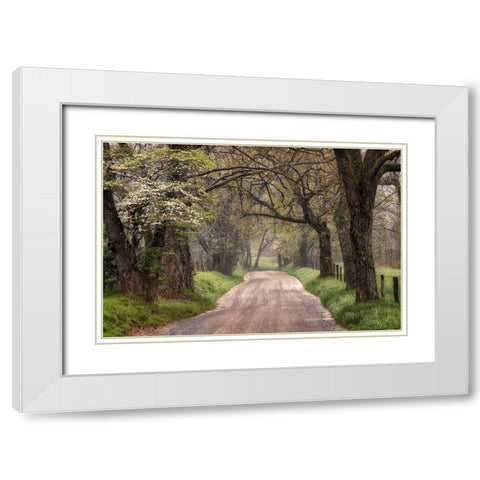 Nature Trail Walks White Modern Wood Framed Art Print with Double Matting by Amos, Andy