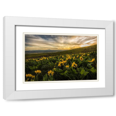 Sunflower Field White Modern Wood Framed Art Print with Double Matting by Amos, Andy