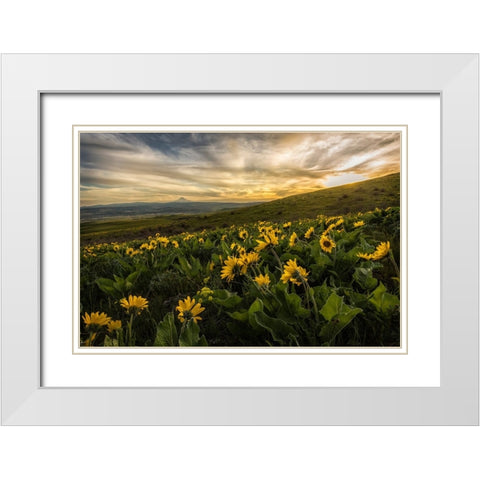 Sunflower Field White Modern Wood Framed Art Print with Double Matting by Amos, Andy