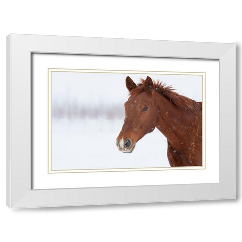Brown Steed in Winter White Modern Wood Framed Art Print with Double Matting by Walker, Carol