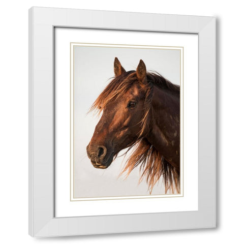 Brown Steed White Modern Wood Framed Art Print with Double Matting by Walker, Carol