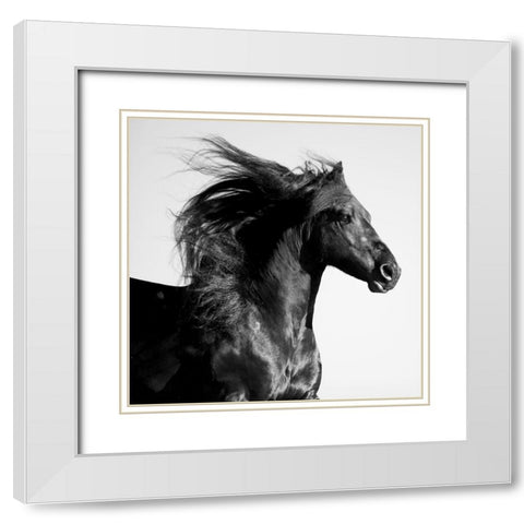 Black Horse White Modern Wood Framed Art Print with Double Matting by Walker, Carol