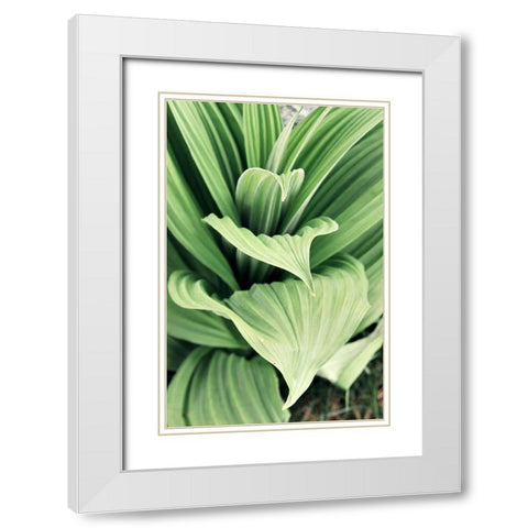 Green Leaf Blooms I White Modern Wood Framed Art Print with Double Matting by Mansfield, Kathy