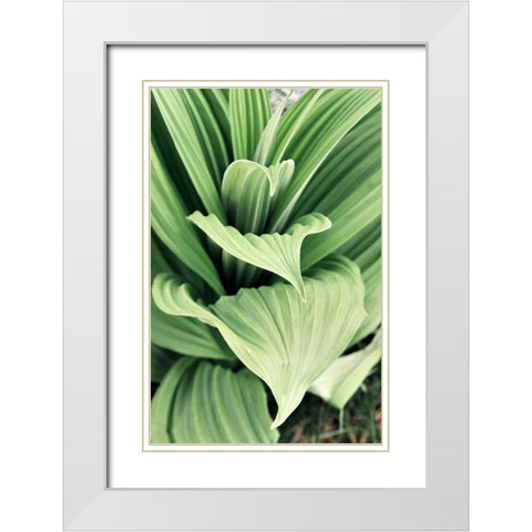 Green Leaf Blooms I White Modern Wood Framed Art Print with Double Matting by Mansfield, Kathy