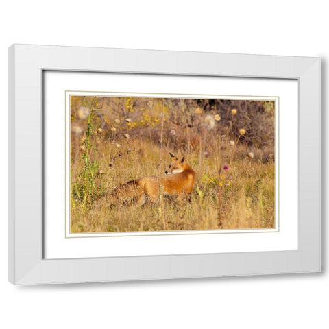 Fox Field II White Modern Wood Framed Art Print with Double Matting by Mansfield, Kathy