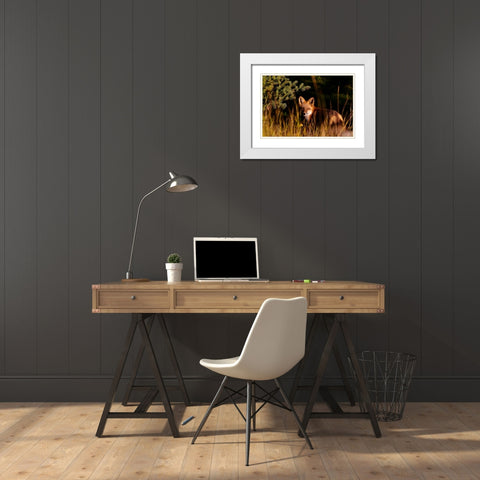 Fox Stare White Modern Wood Framed Art Print with Double Matting by Mansfield, Kathy