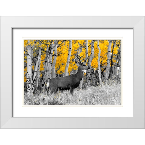 Buck White Modern Wood Framed Art Print with Double Matting by Mansfield, Kathy