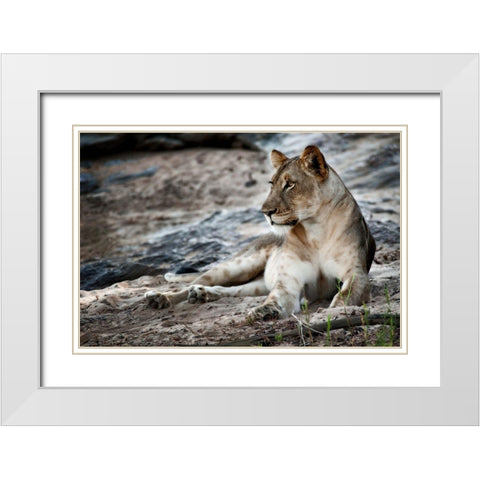 Afternoon Pose White Modern Wood Framed Art Print with Double Matting by Niassa Lion Project