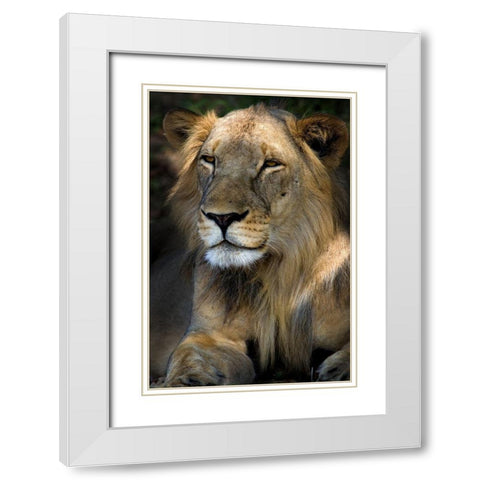 Cape Lion White Modern Wood Framed Art Print with Double Matting by Niassa Lion Project