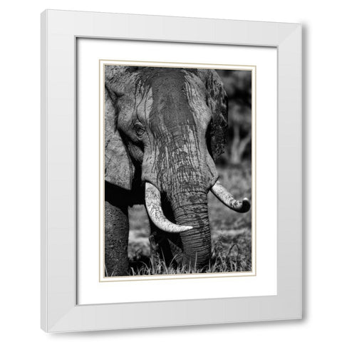 Tusks White Modern Wood Framed Art Print with Double Matting by Niassa Lion Project