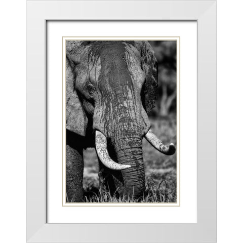 Tusks White Modern Wood Framed Art Print with Double Matting by Niassa Lion Project
