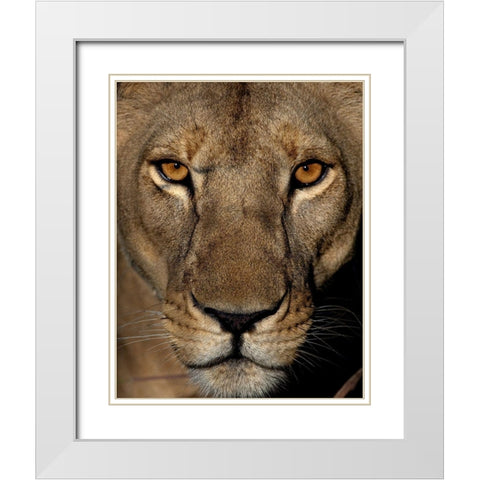 Golden Eyes White Modern Wood Framed Art Print with Double Matting by Niassa Lion Project