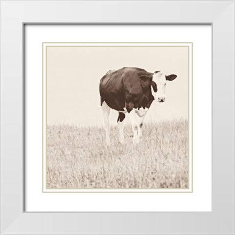 Vintage Cow on Field White Modern Wood Framed Art Print with Double Matting by Amos, Andy