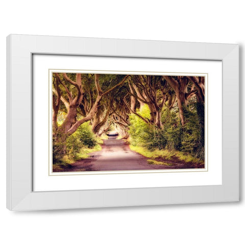 Wicked Trees Path White Modern Wood Framed Art Print with Double Matting by Amos, Andy