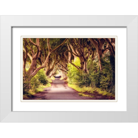 Wicked Trees Path White Modern Wood Framed Art Print with Double Matting by Amos, Andy