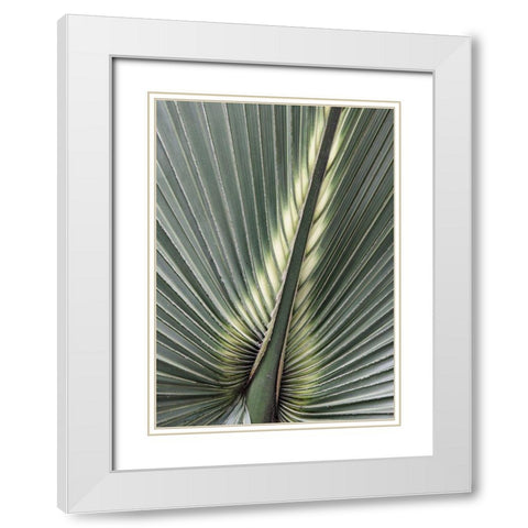 Organic Palm II White Modern Wood Framed Art Print with Double Matting by Amos, Andy