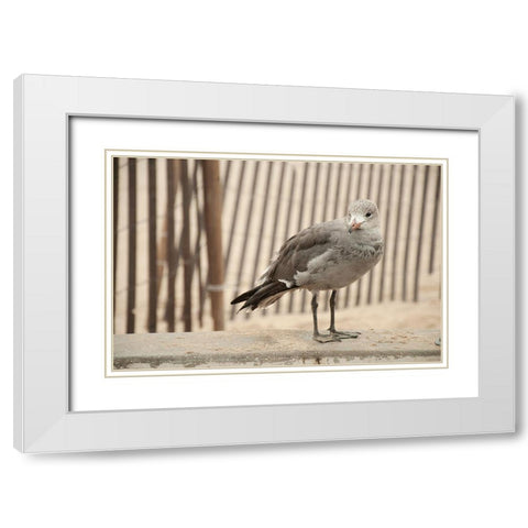 Seagull Watch White Modern Wood Framed Art Print with Double Matting by Bill Carson Photography