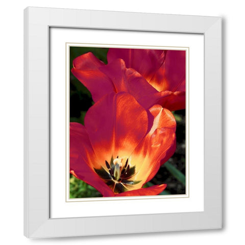 Romantic Tulips I White Modern Wood Framed Art Print with Double Matting by Peck, Gail