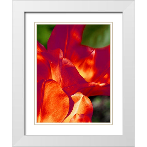 Romantic Tulips II White Modern Wood Framed Art Print with Double Matting by Peck, Gail