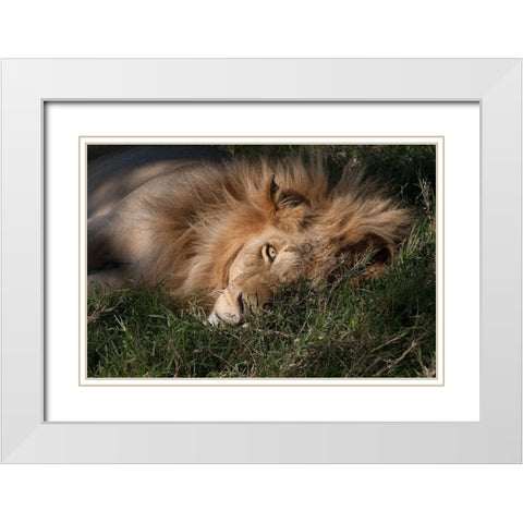 Sleeping Lion White Modern Wood Framed Art Print with Double Matting by Jimmyz