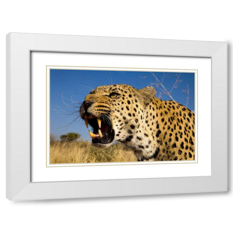 Fierce Leopard White Modern Wood Framed Art Print with Double Matting by Jimmyz