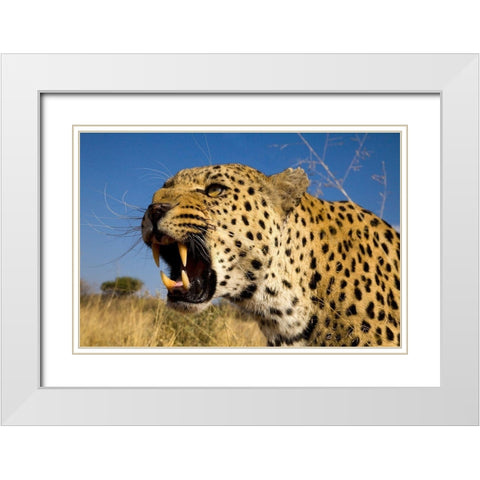 Fierce Leopard White Modern Wood Framed Art Print with Double Matting by Jimmyz