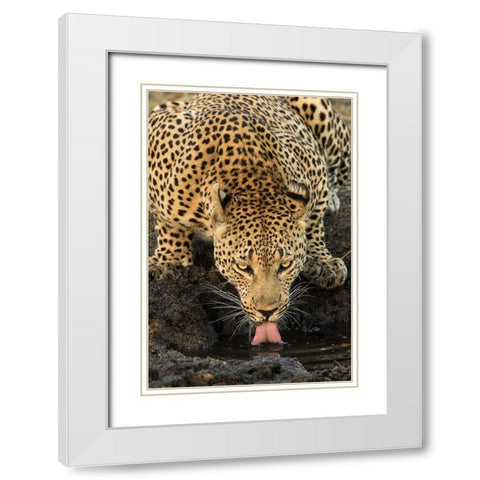 Leopard taking a Break White Modern Wood Framed Art Print with Double Matting by Jimmyz